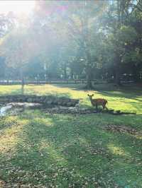 奈良公園一日遊｜小鹿治癒攻略