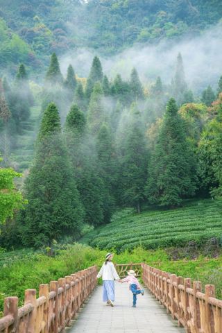 This isn't Hangzhou; it's a spring mountain experience you can find in the Sichuan-Chongqing region. Springtime in Ya'an is all about tea – many activities, diverse scenery, and great value.
