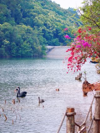 Embark on a journey along the Ancient Tea Horse Road during the May Day holiday to fulfill a thousand-year-old promise.