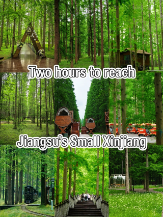 Escape the city in 2 hours by high-speed rail | Dongtai forest sea, no need to travel far northwest for healing green fields