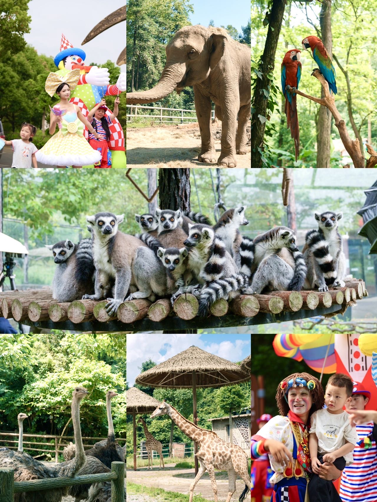 One-stop summer fun in Guiyang for kids to see animals and shows!