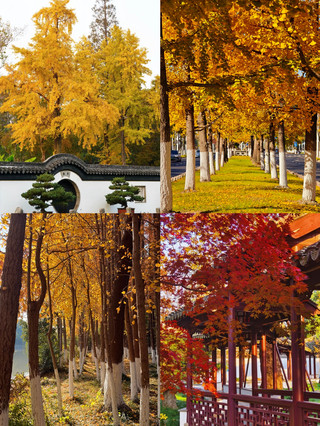 No one told me! Taicang is the most underrated hidden gem in Jiangnan near Shanghai