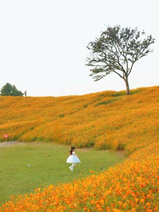 Escape to the golden flower sea at Biyun Garden, just a 1-hour drive from Hangzhou