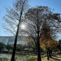 賞花季必到之中文大學‼️超令湖景