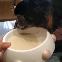 帶狗狗在香港最高處食souffle 