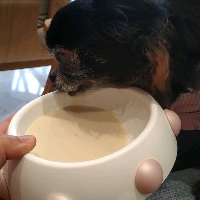 帶狗狗在香港最高處食souffle 