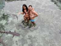 Baby Shark and Starfish point Karimunjava 
