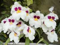 Stunning Orchids at National Orchid Gardens