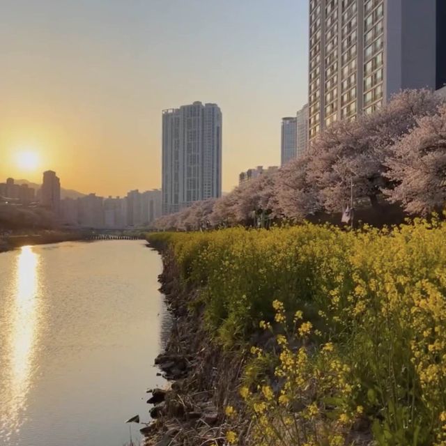 부산 유채꽃 & 벚꽃 거리 가볼만한곳 추천지!