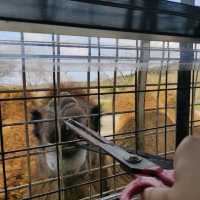 人生必到 野生動物餵食體驗