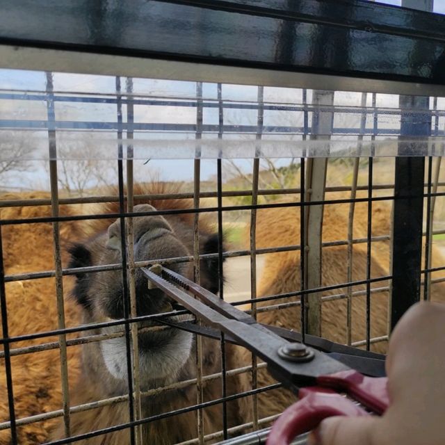 人生必到 野生動物餵食體驗