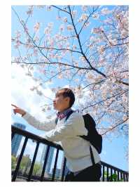 全東京最多櫻花樹的地標「上野恩賜公園」賞櫻打卡必去！