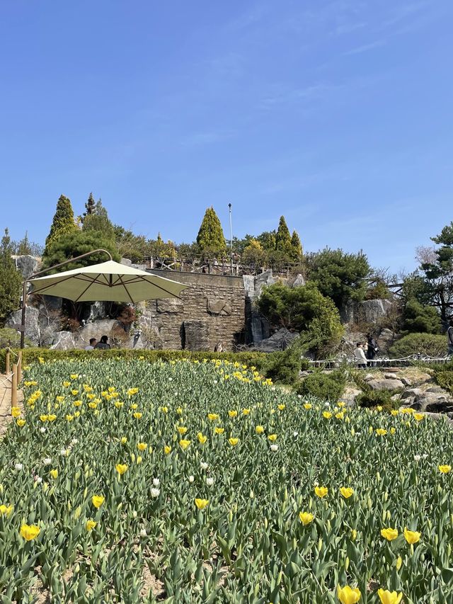주말 봄꽃 나들이 추천;: 대전 한밭 수목원🌼