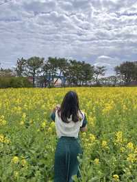 포항항에서 만난 노오란 유채꽃밭 🌼💛