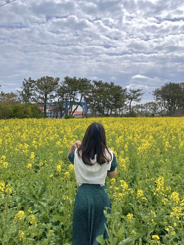포항항에서 만난 노오란 유채꽃밭 🌼💛