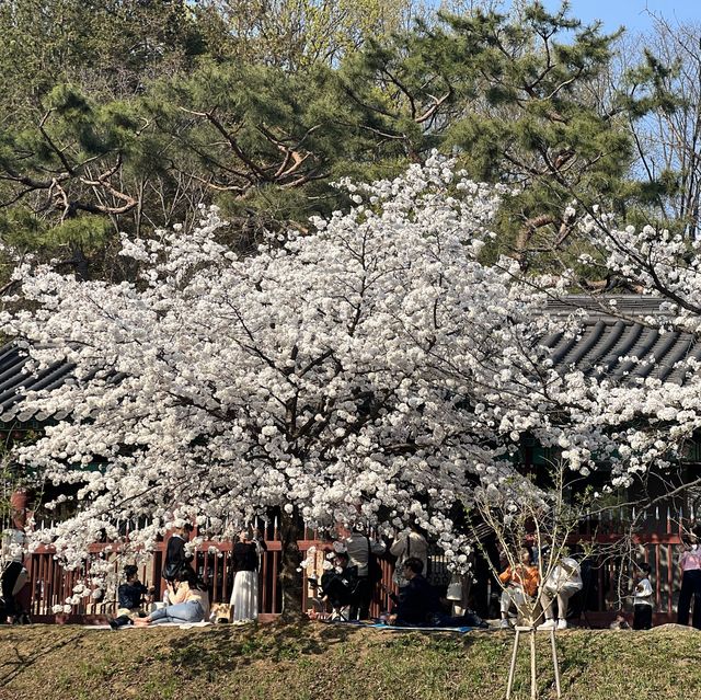 분당의 벚꽃명소는 역시 중앙공원 