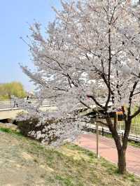 "올림픽 공원"에서 벚꽃 즐겨주기🌸