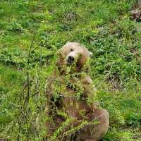 Bern🐻Bear Pit， BärenPark熊公園