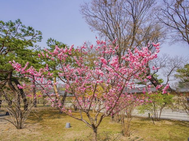 韓國世界遺產之一🇰🇷昌德宮