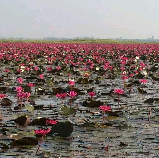 ทะเลบัวแดง ธรรมชาติสรรสร้าง ทะเลบัวแดง ธรรมชาติสรรสร้าง