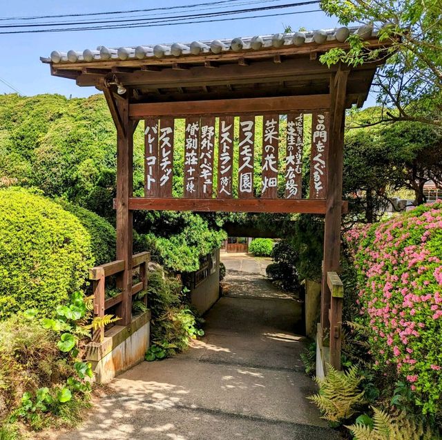 Spring Unveiled: Nokonoshima Island Park Wonders