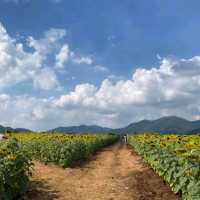 ทุ่งทานตะวันไร่วิชาญ จ.ลพบุรี