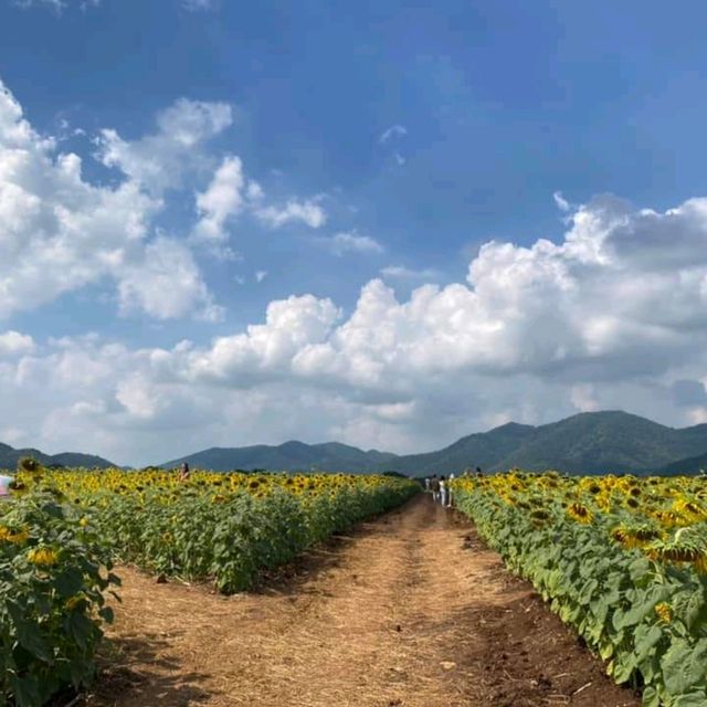 ทุ่งทานตะวันไร่วิชาญ จ.ลพบุรี