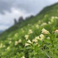 《北海道黑岳：夏季登山夢幻之地》