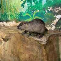 珠海好玩室內動物園