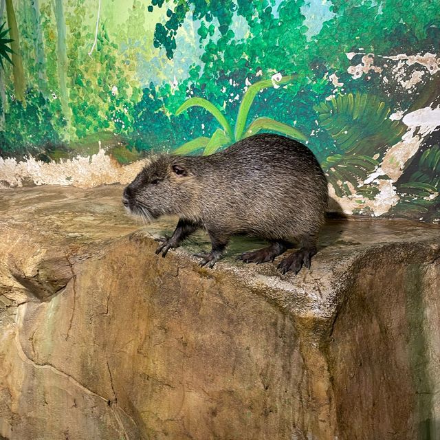 珠海好玩室內動物園