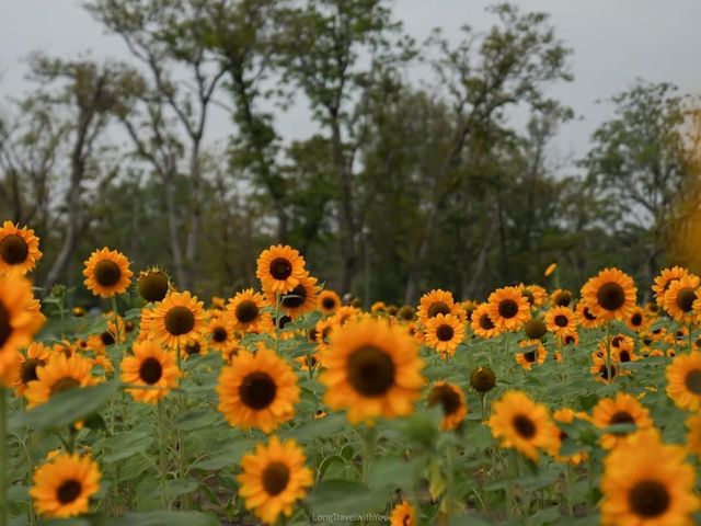 ดอกทานตะวัน สวนรถไฟ