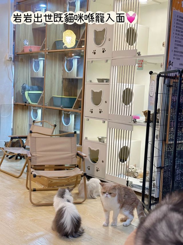 ⭐️貓貓Cafe竟然有豬仲有狗？🐱🐷🐶