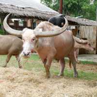 หมู่บ้านอนุรักษ์ควายไทย  🐃