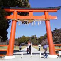 上賀茂神社の桜は五分咲きで華やかだった。