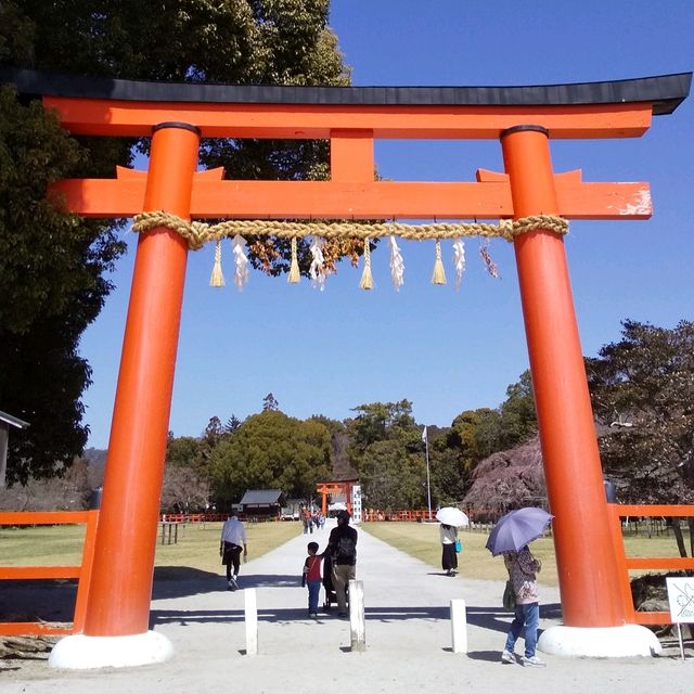 上賀茂神社の桜は五分咲きで華やかだった。