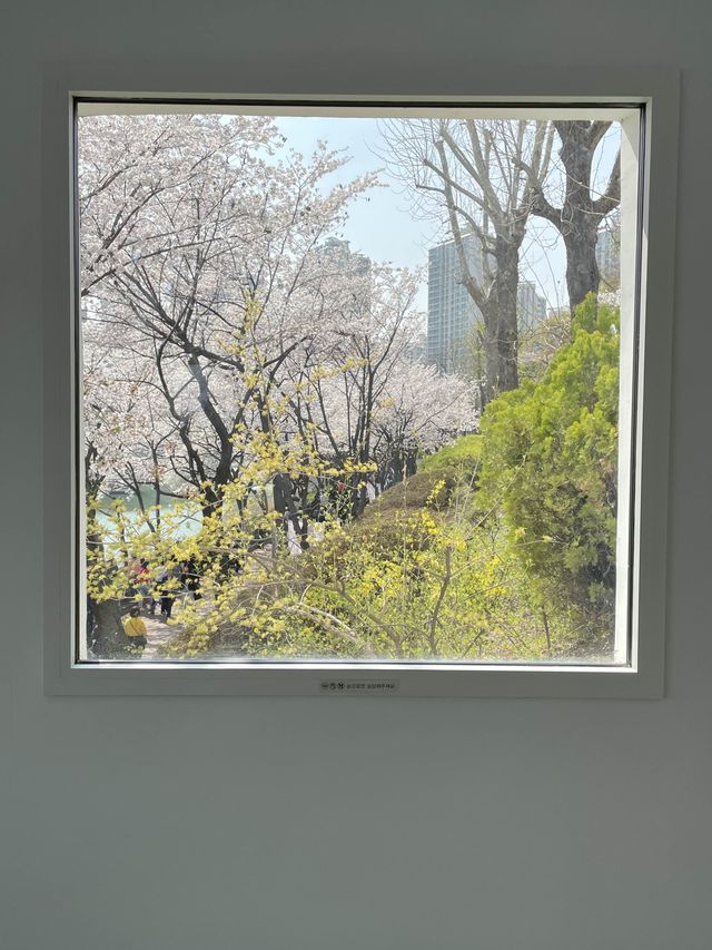 석촌호수 벚꽃 포토존 위치:: 문화실험공간호수🌸