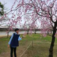 Himeji Castle and its Gardens 🏯