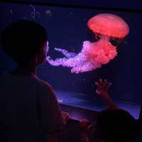 【 探索水母變化萬千的世界 】 