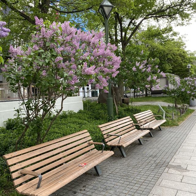 北海道札幌「大通公園」実は道路でした