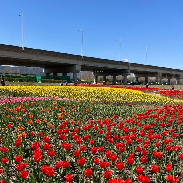 부산 도심에서 즐기는 알록달록 튤립 🌷
