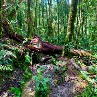 Kinabalu Park trails for the explorer!