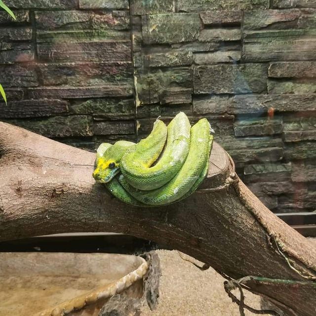 屯門公園:爬蟲館