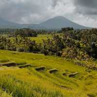 Jatiluwih Rice Terrace, Bali