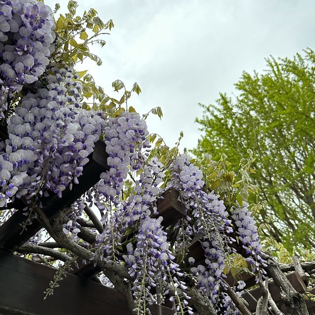 釜山塔下的白櫻花🌸🥰