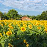 ทุ่งทานตะวัน เขาทะนาน อ.ทุ่งหว้า จ.สตูล