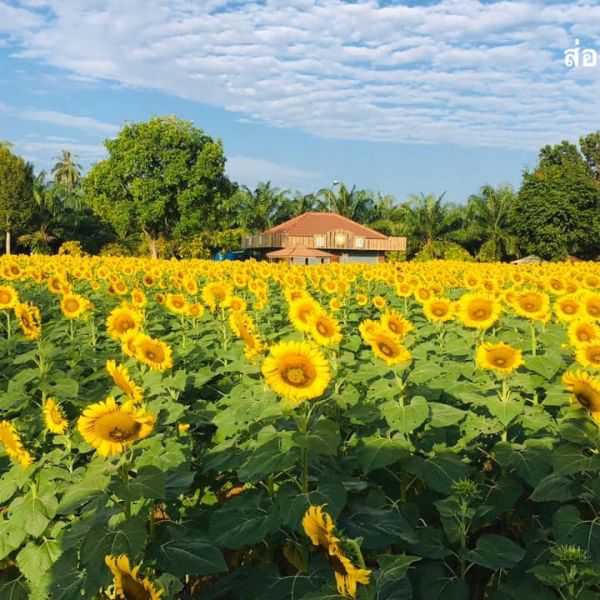 ทุ่งทานตะวัน เขาทะนาน อ.ทุ่งหว้า จ.สตูล