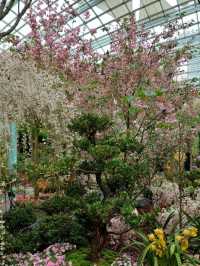 A Captivating Sakura Experience at Gardens by the Bay