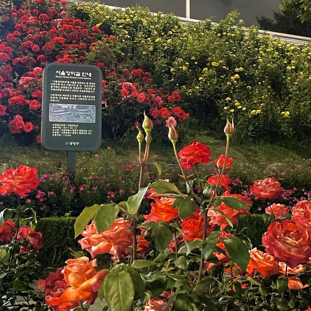 백만송이의 장미를 볼 수 있는 곳 “서울장미길”🥀