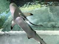 【 2023 花蓮旅遊 】遠雄海洋公園 海豚 海獅 台灣海洋公園
