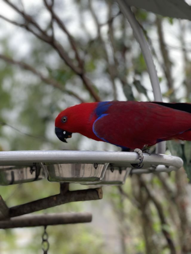 Bird Paradise Singapore